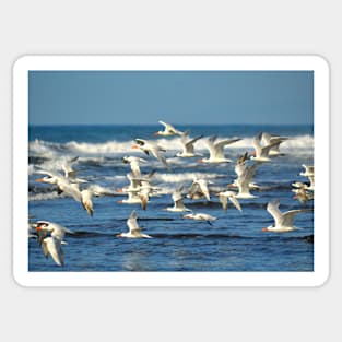 SEA BIRDS AND THE BLUE OCEAN DESIGN Sticker